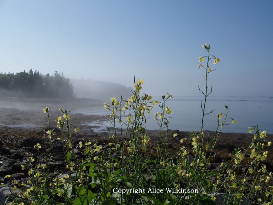  wild mustard 