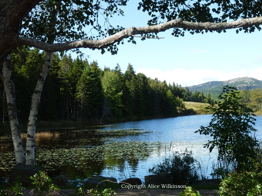  birch tree and pond 