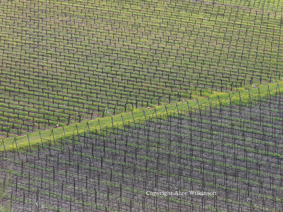  vineyard with green diagonal 