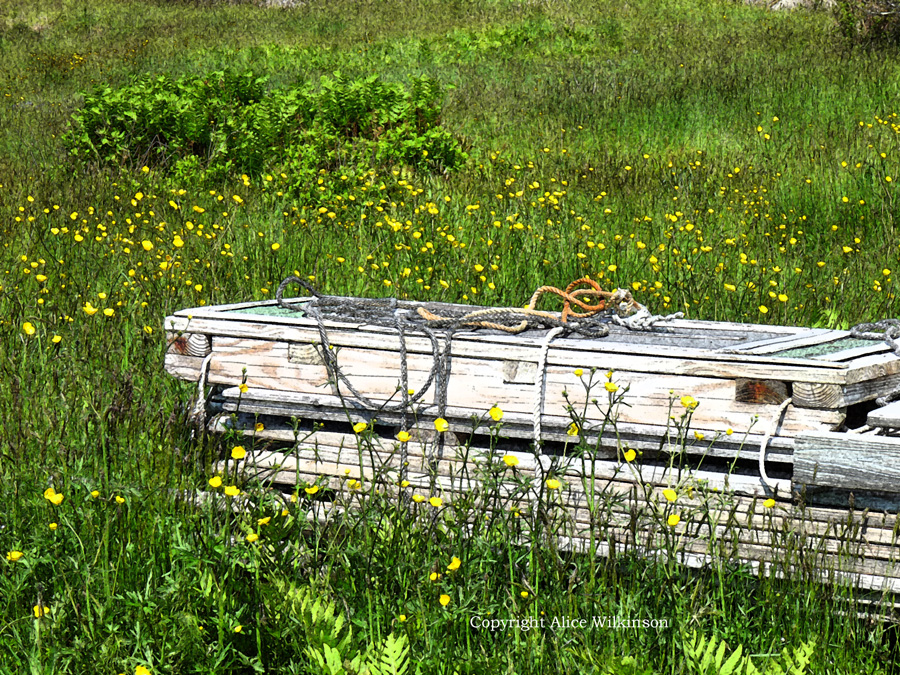  boards and buttercups 