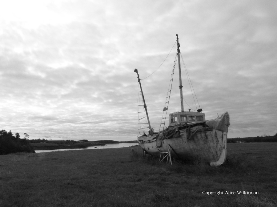  boat and grass 