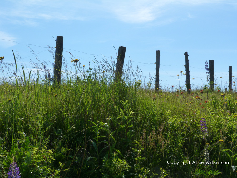  meadow fence 