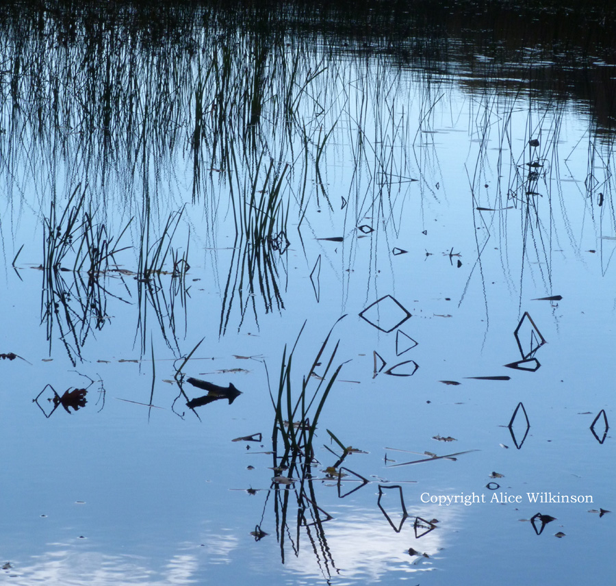 grass, reflected