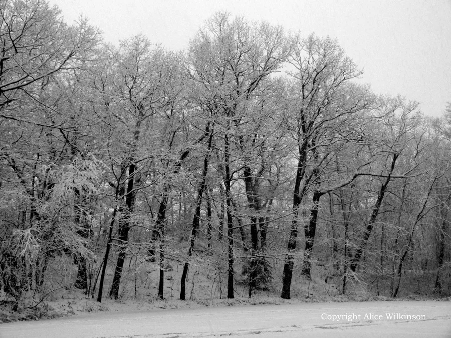 trees and snow