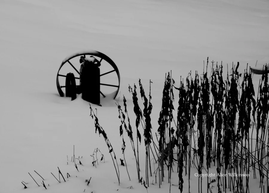 wheel and stalks