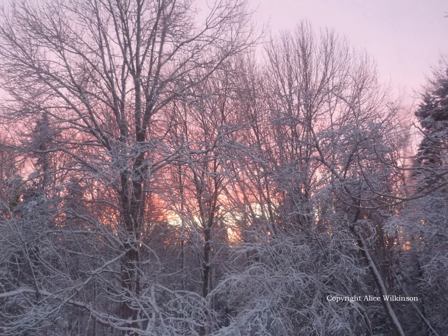 some pink, some trees