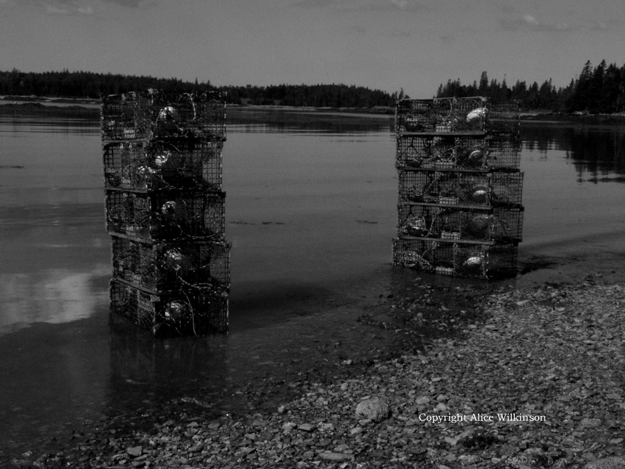 traps standing in water