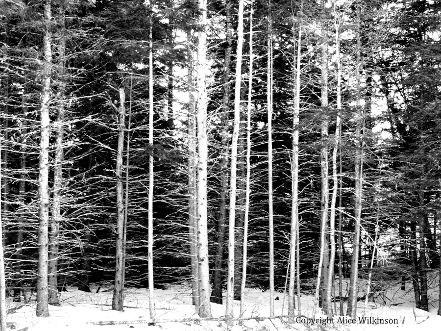 white trees