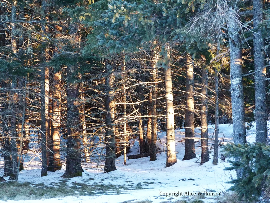 sunlit trees