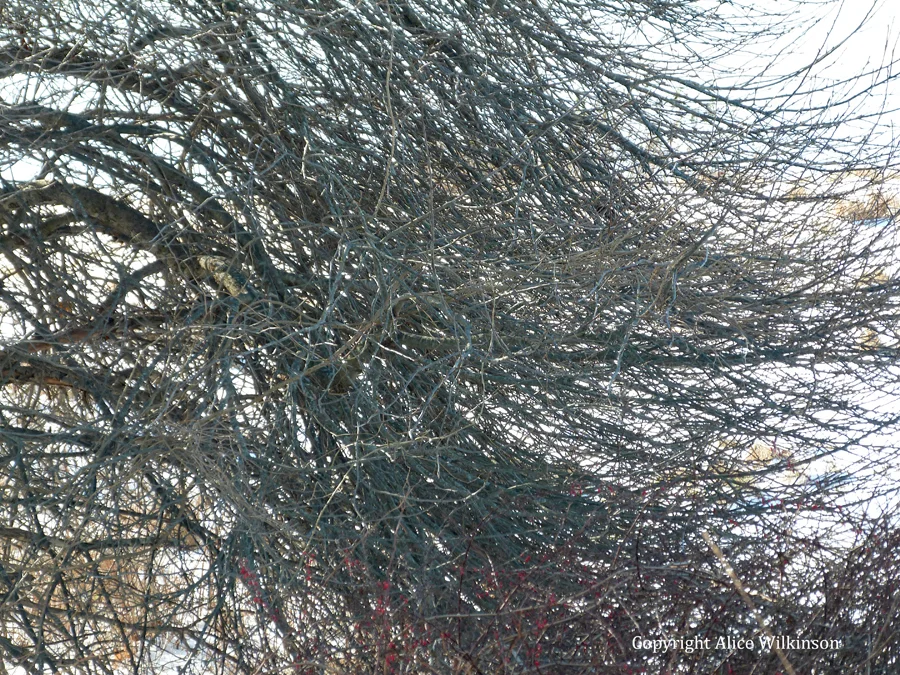 windblown