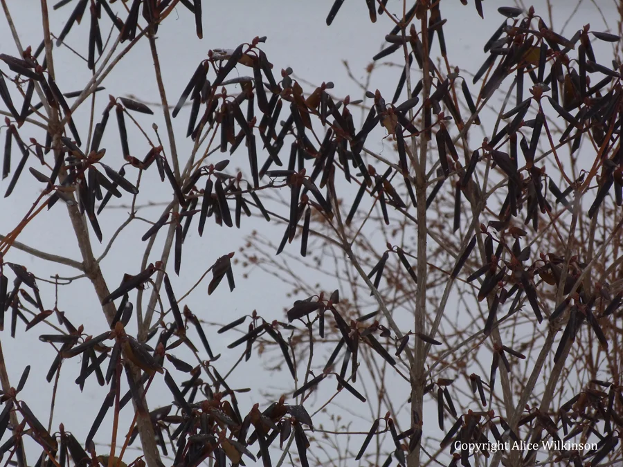winter leaves