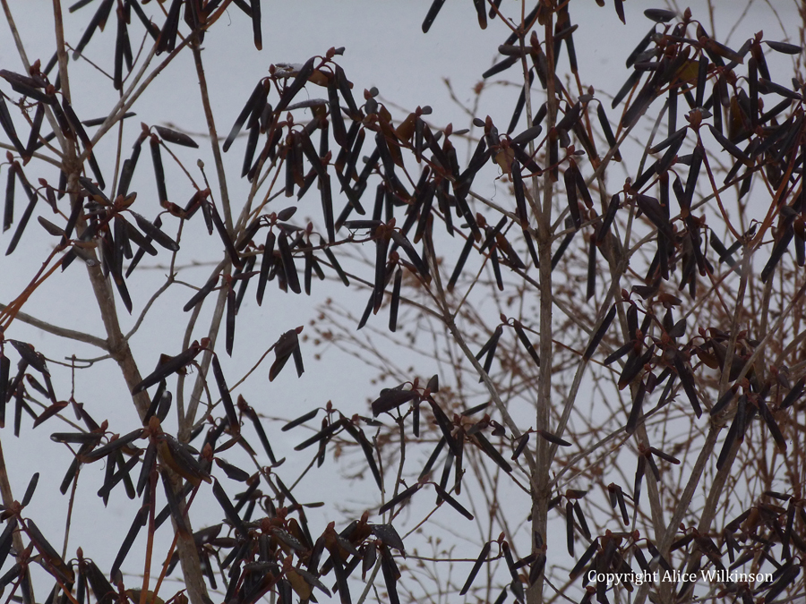  winter leaves 