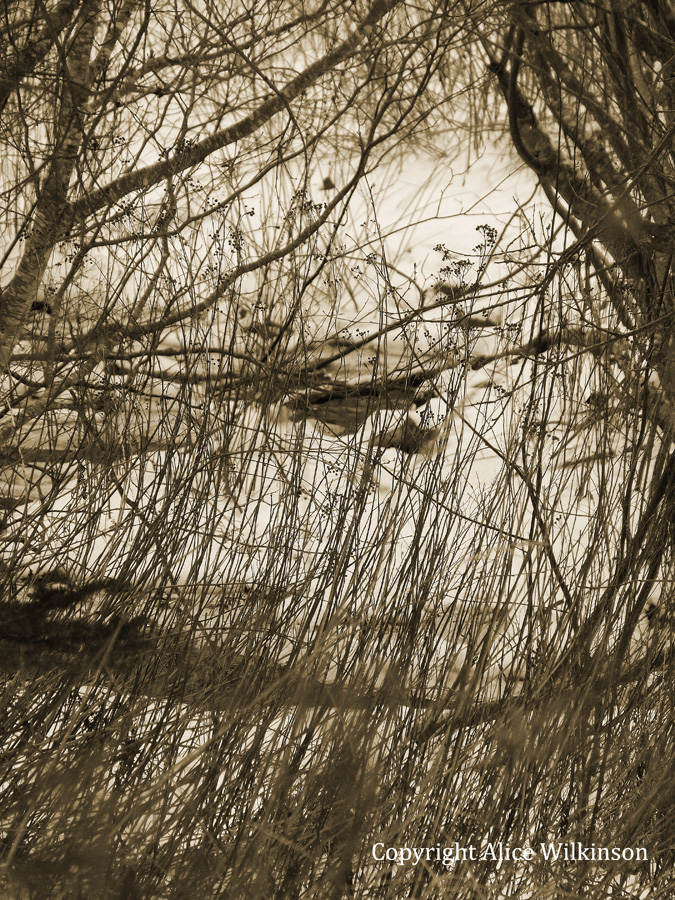 winter stream