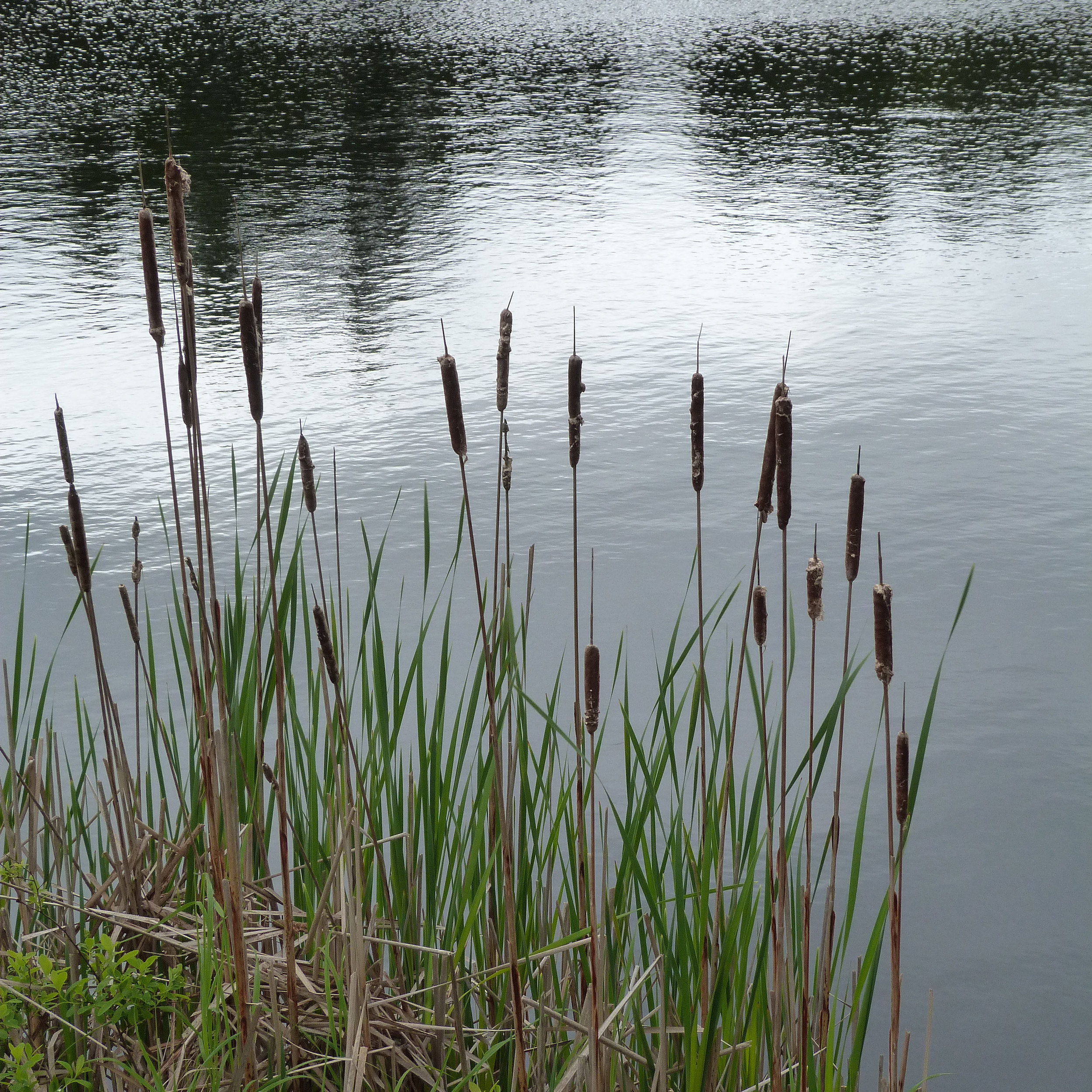 cattails sharpened  reduced.jpg