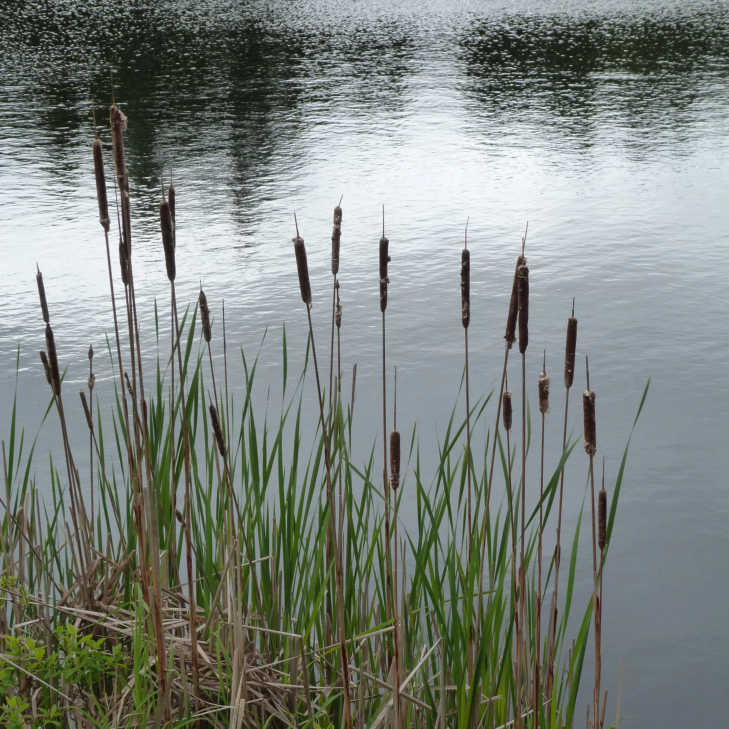 cattails