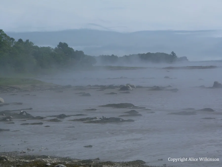 foggy afternoon
