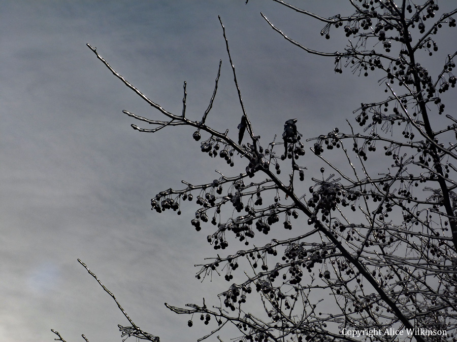  grey sky, icy tree 