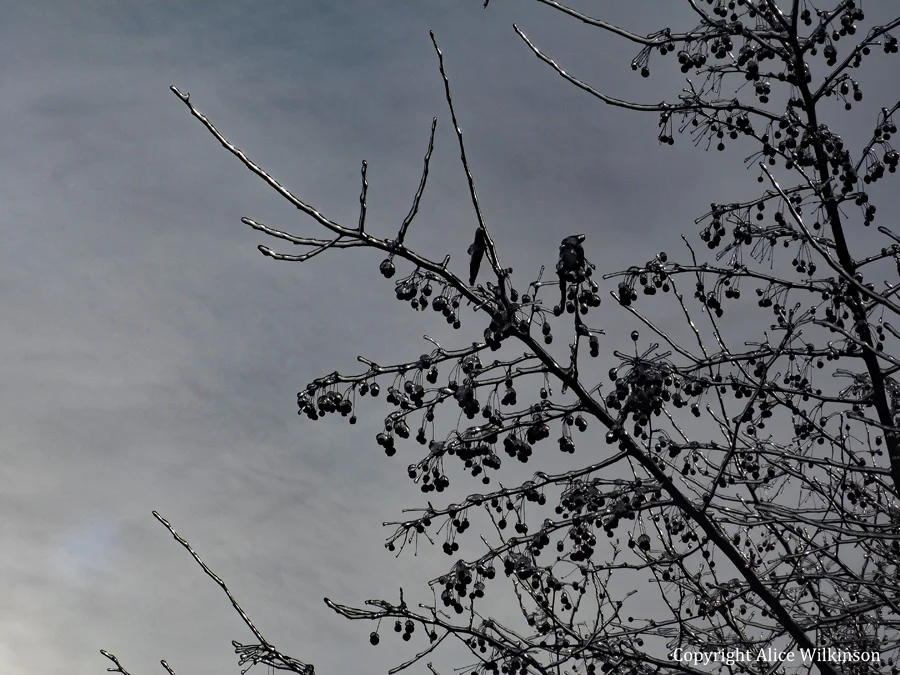 grey sky, icy tree