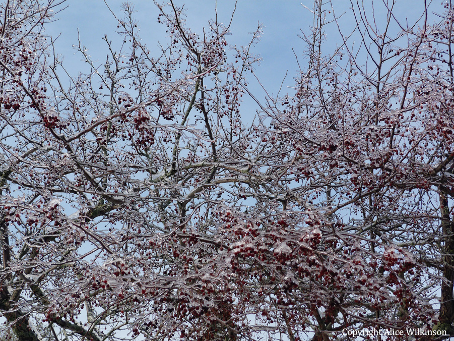 sky, cherries, ice