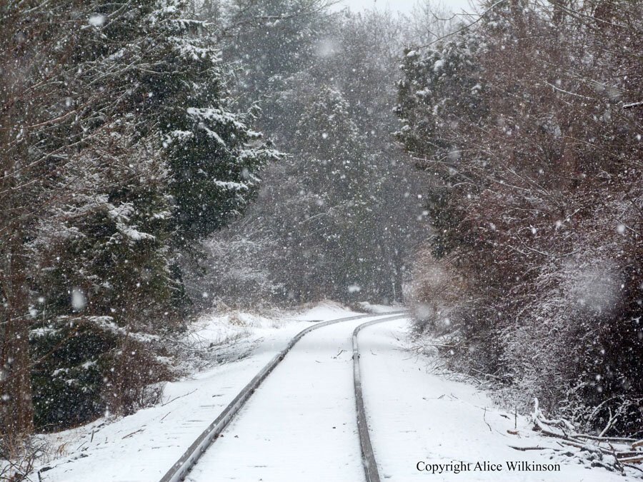  tracks in woods 