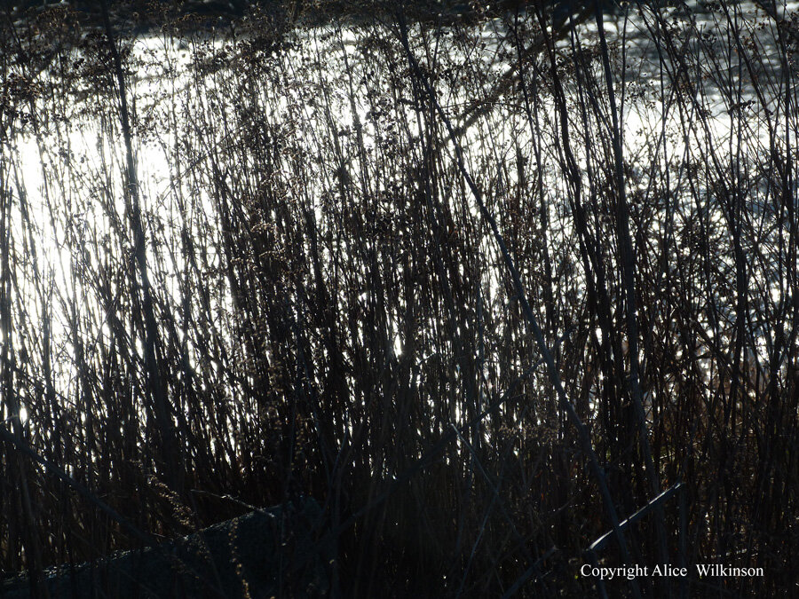  winter weeds 