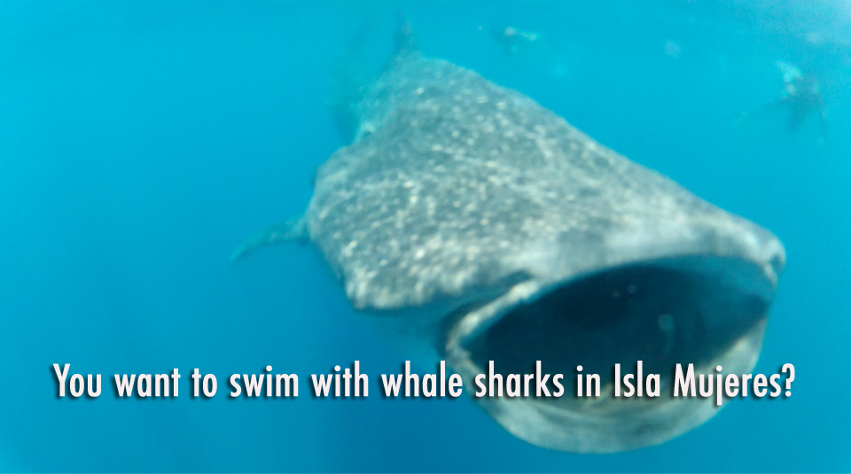 whalesharks.jpg