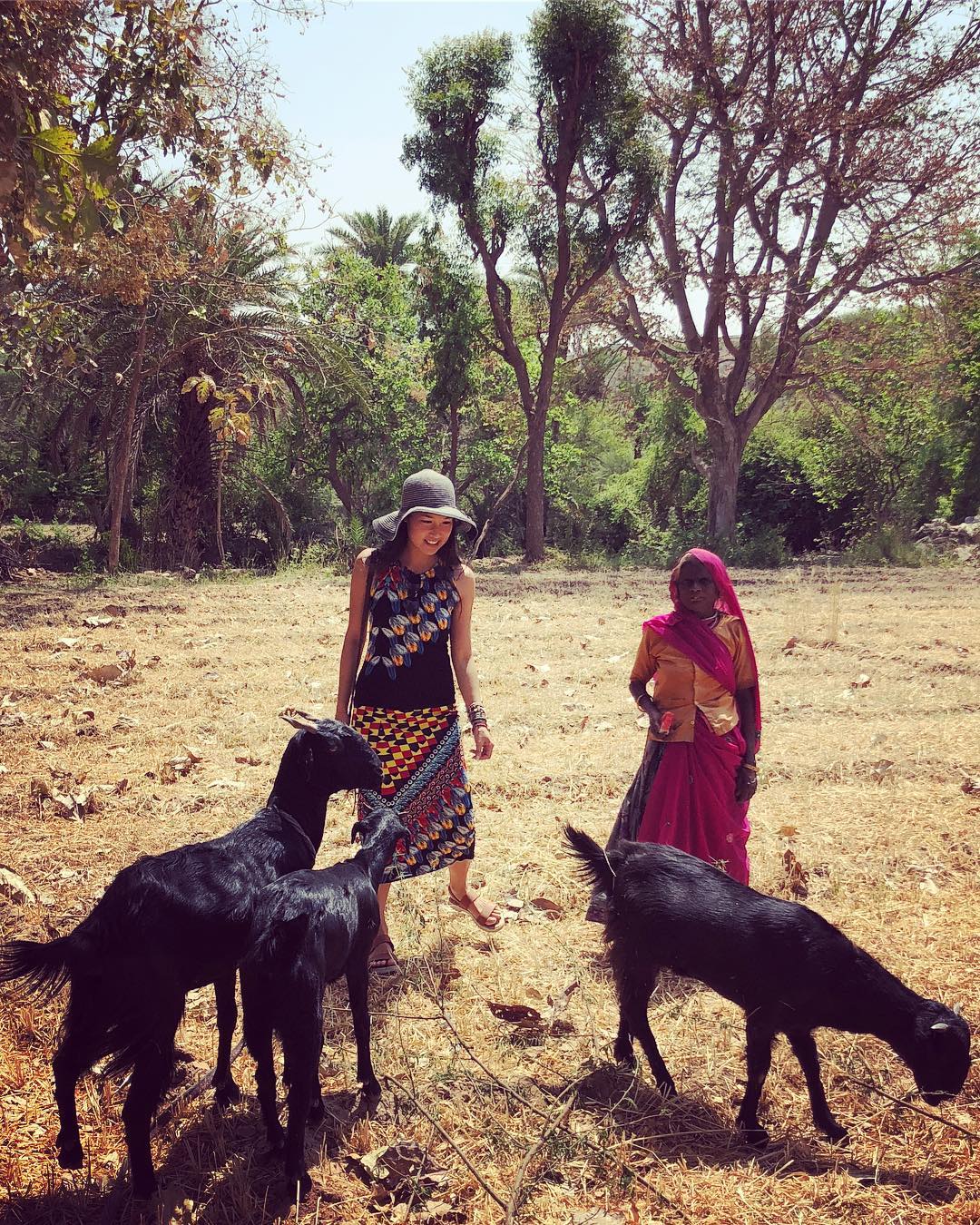 Goats in the Rajasthan Countryside