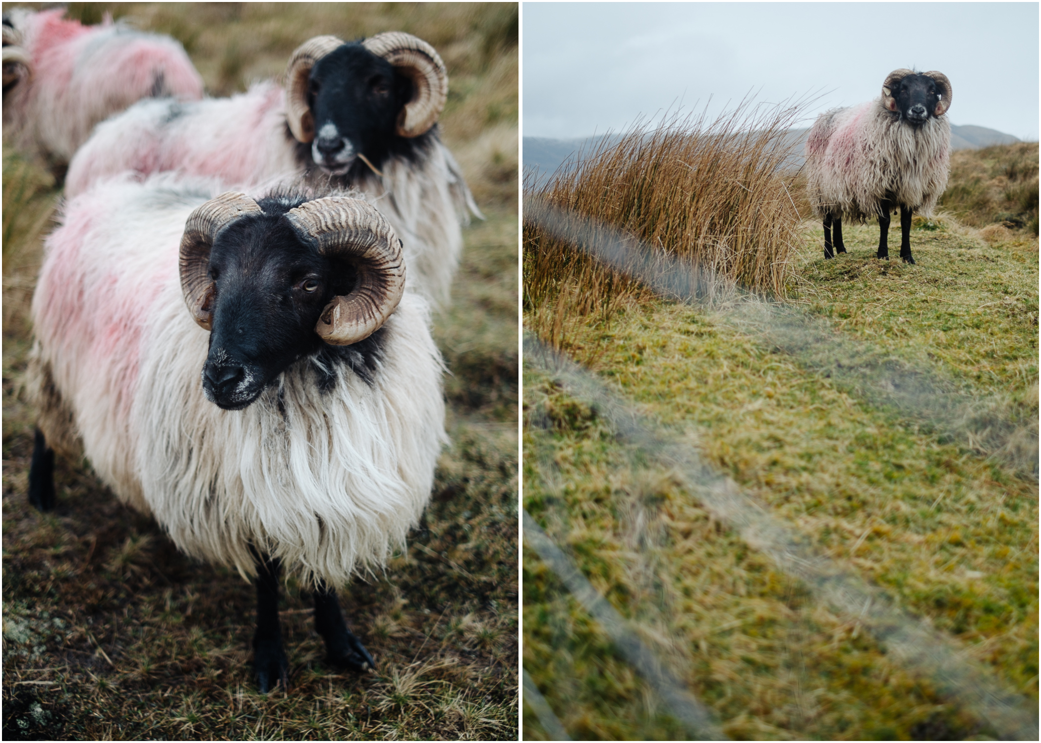 ireland-road-trip-1.jpg