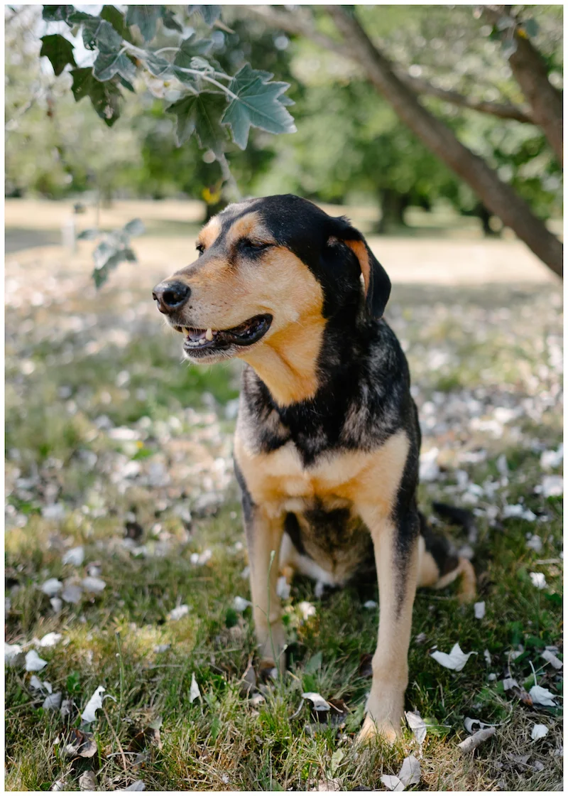 remembering-lucy-dog-008.jpg