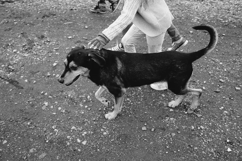 remembering-lucy-dog-016.jpg