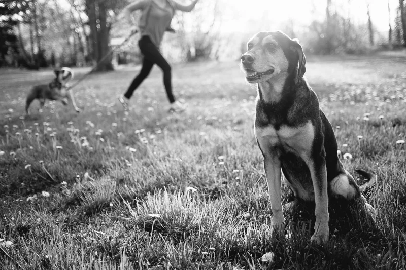 remembering-lucy-dog-022.jpg