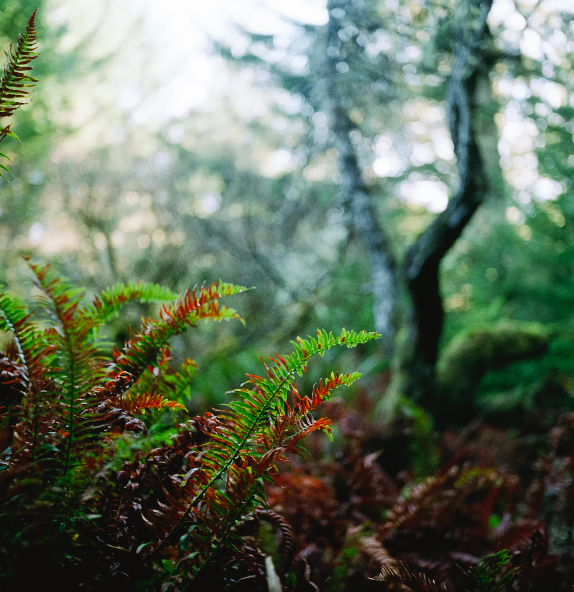 006-006-Pro400H-Rolleiflex-20150112.jpg