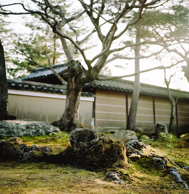 006-Portra160-Rolleiflex-20150328.jpg