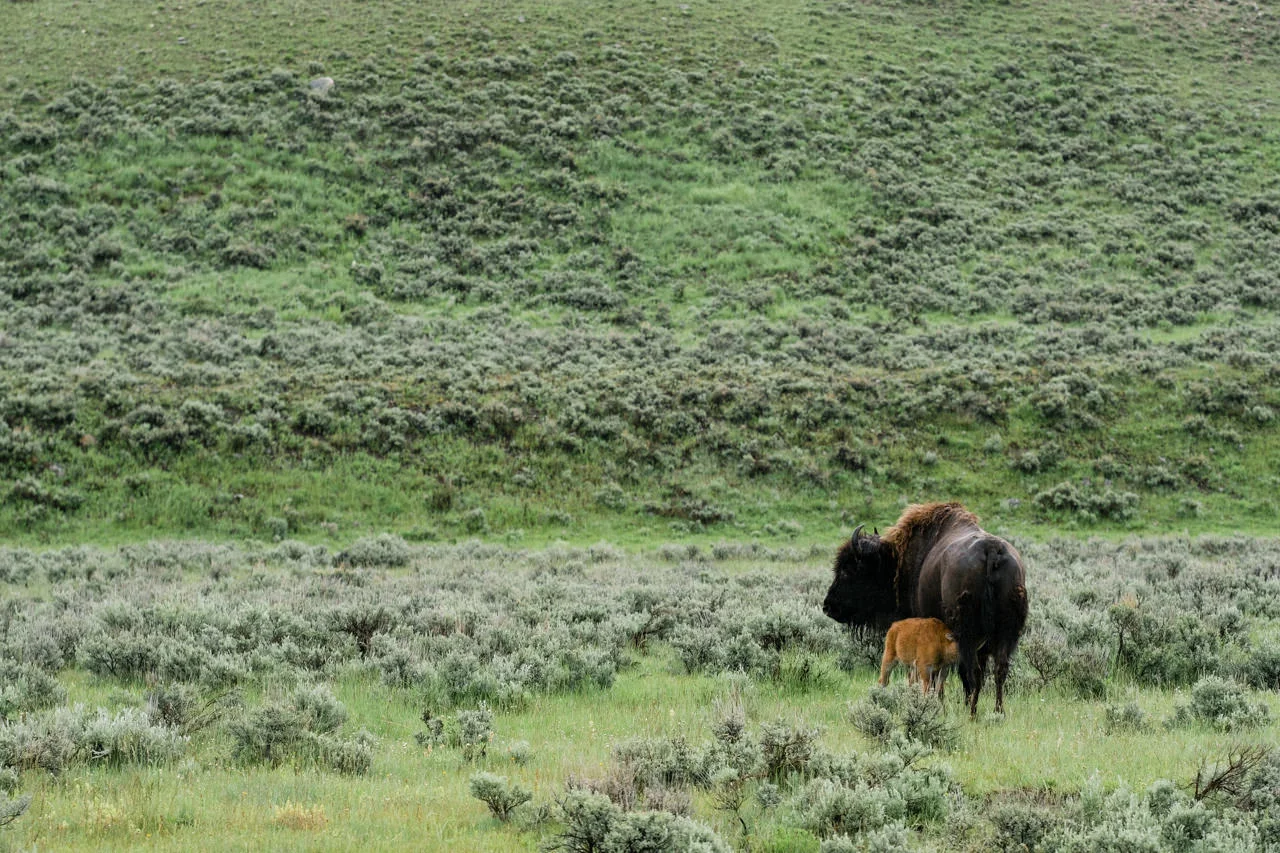 yellowstone-family-rv-roadtrip-088.jpg