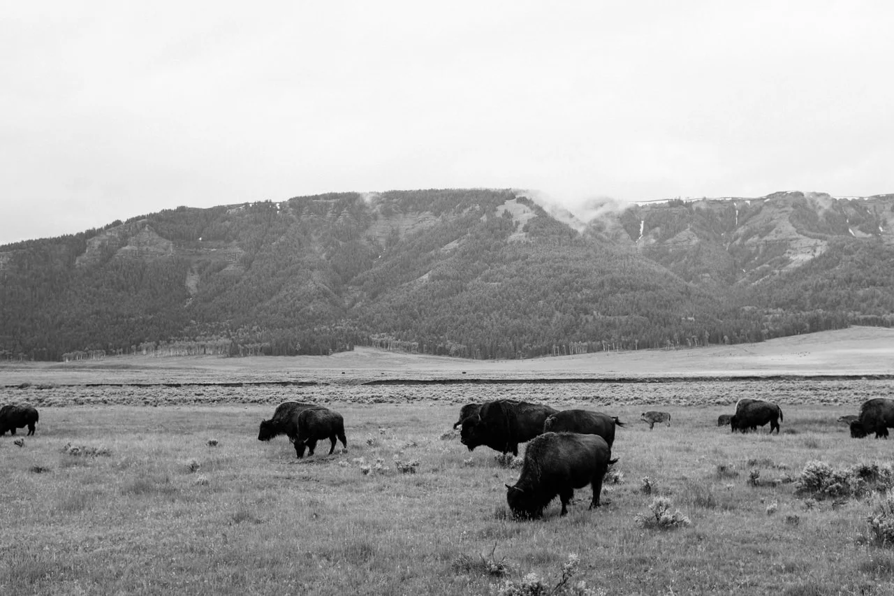 yellowstone-family-rv-roadtrip-113.jpg