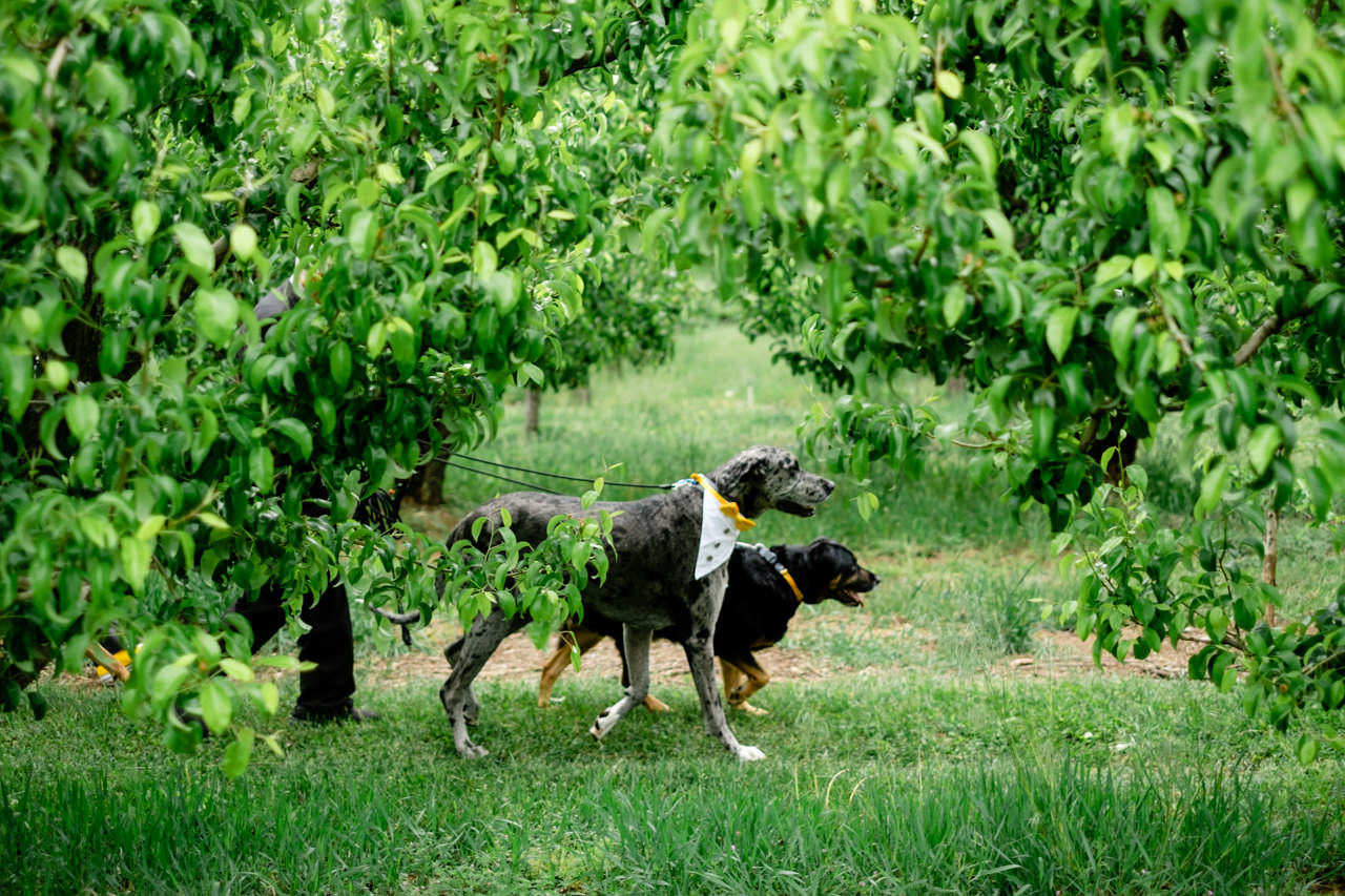 mt-hood-orchards-oregon-hood-river-wedding-041.JPG