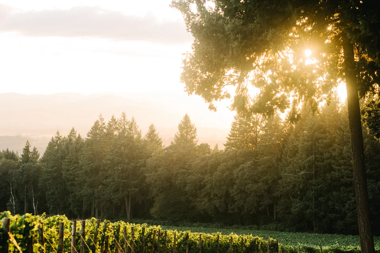 domaine-de-broglie-oregon-vineyard-wedding-084.JPG