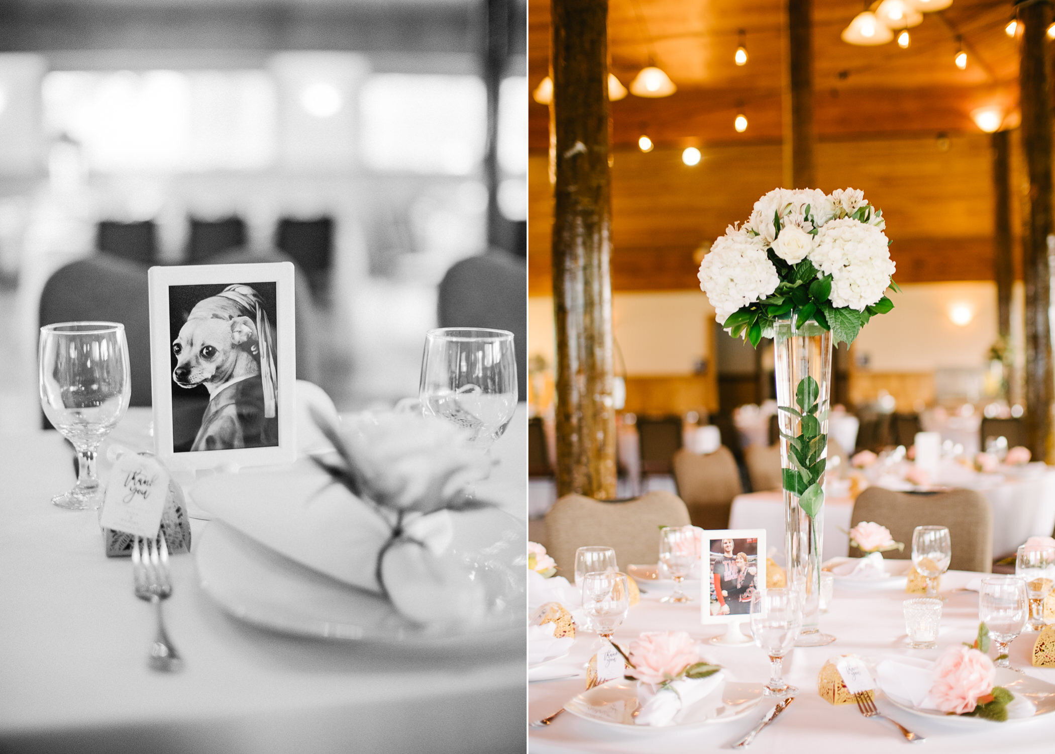  Portrait of chihuahua on wedding table 