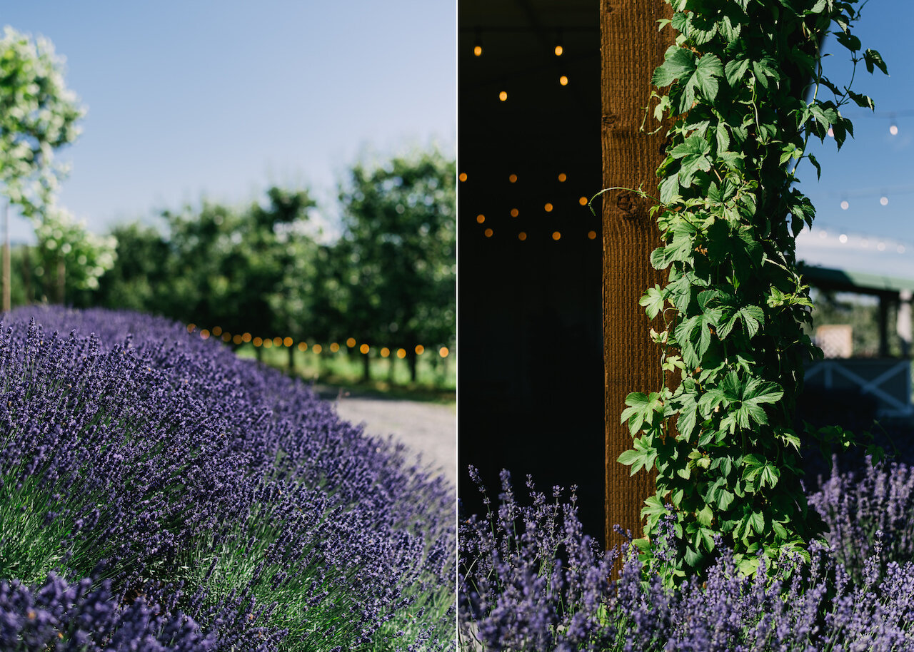  Lavender and ivy with bulb lights on sunny day 