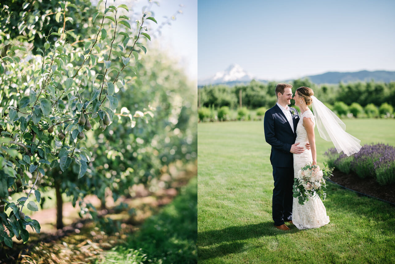  Pear orchard wedding portrait in field with lavender with mt hood in the background 