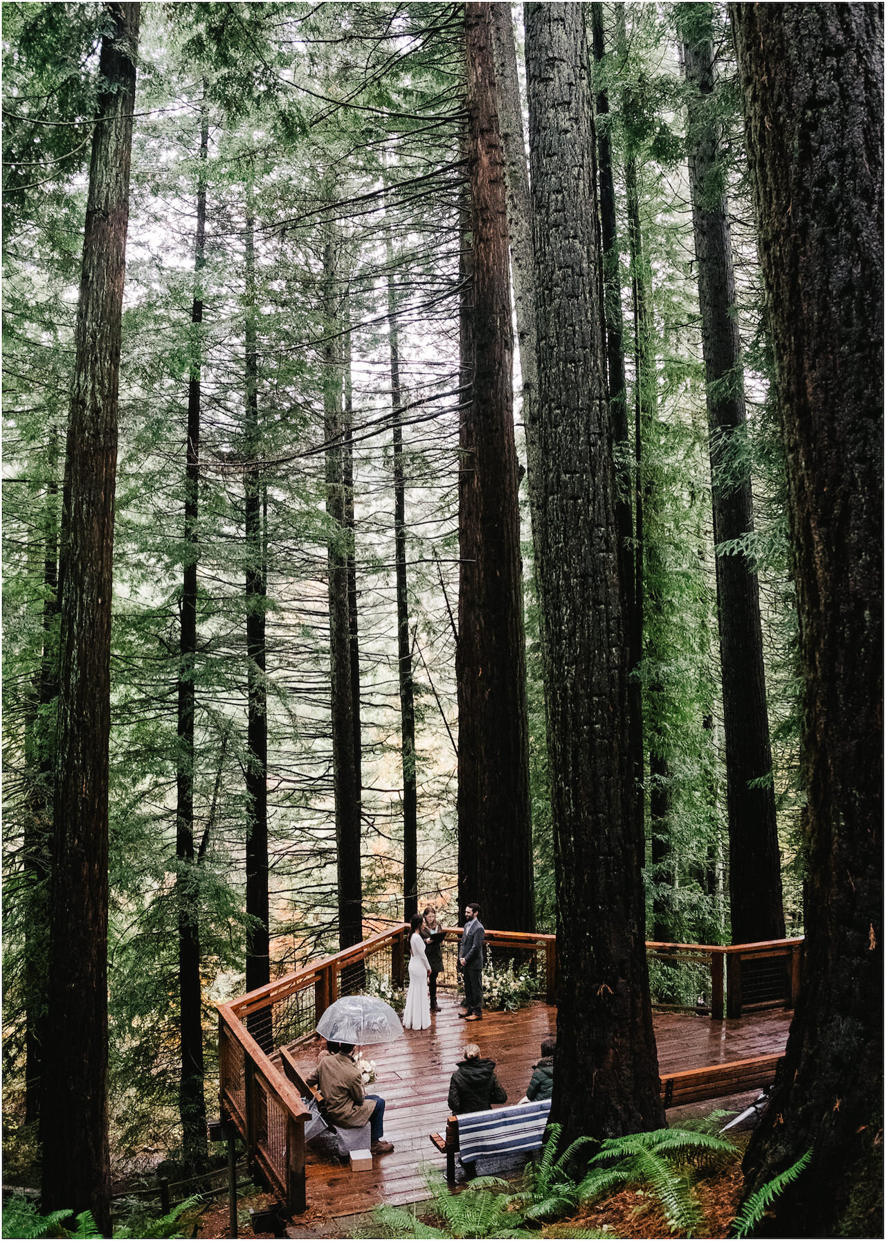  Wide angle redwood forest elopement ceremony 