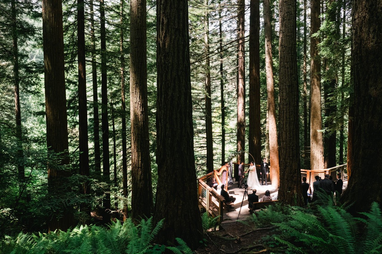  Wedding ceremony on redwood deck with harp in redwood grove 