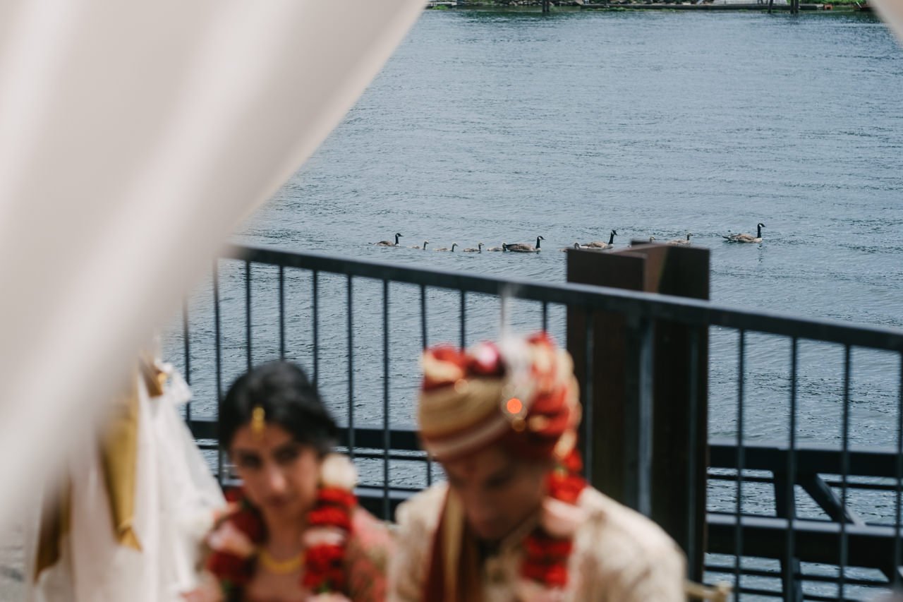  Family of geese float on river behind Indian wedding ceremony 