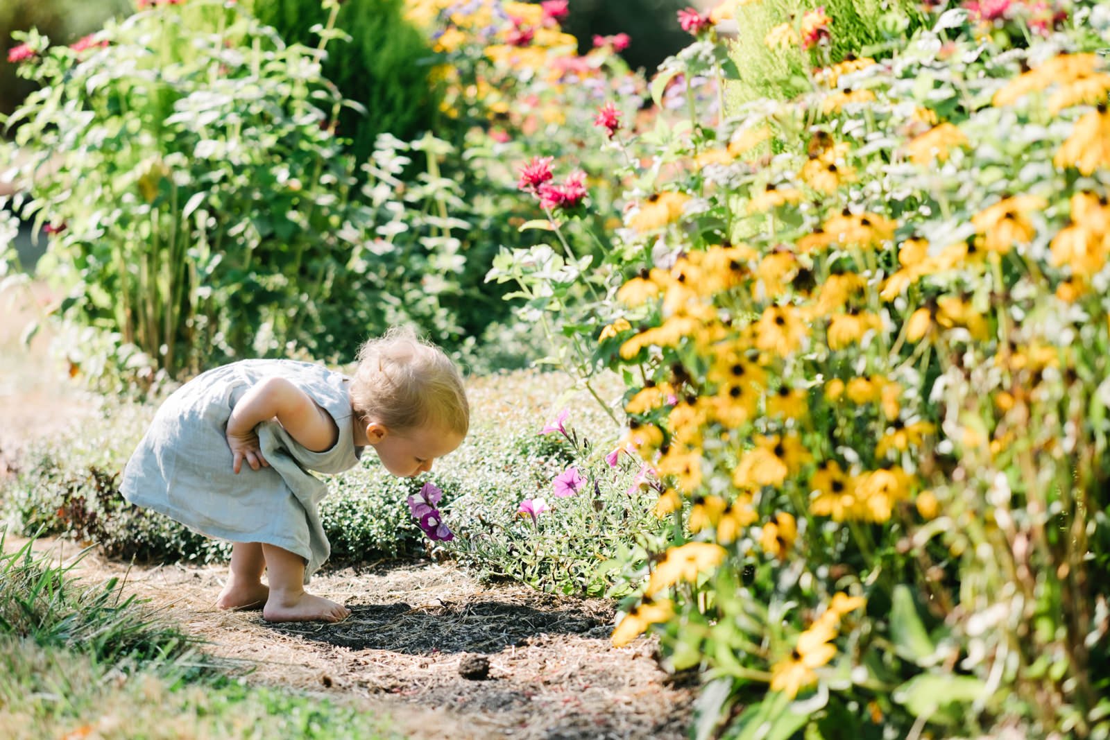  Little blonde child smells purple flowers and black eyed Susans 