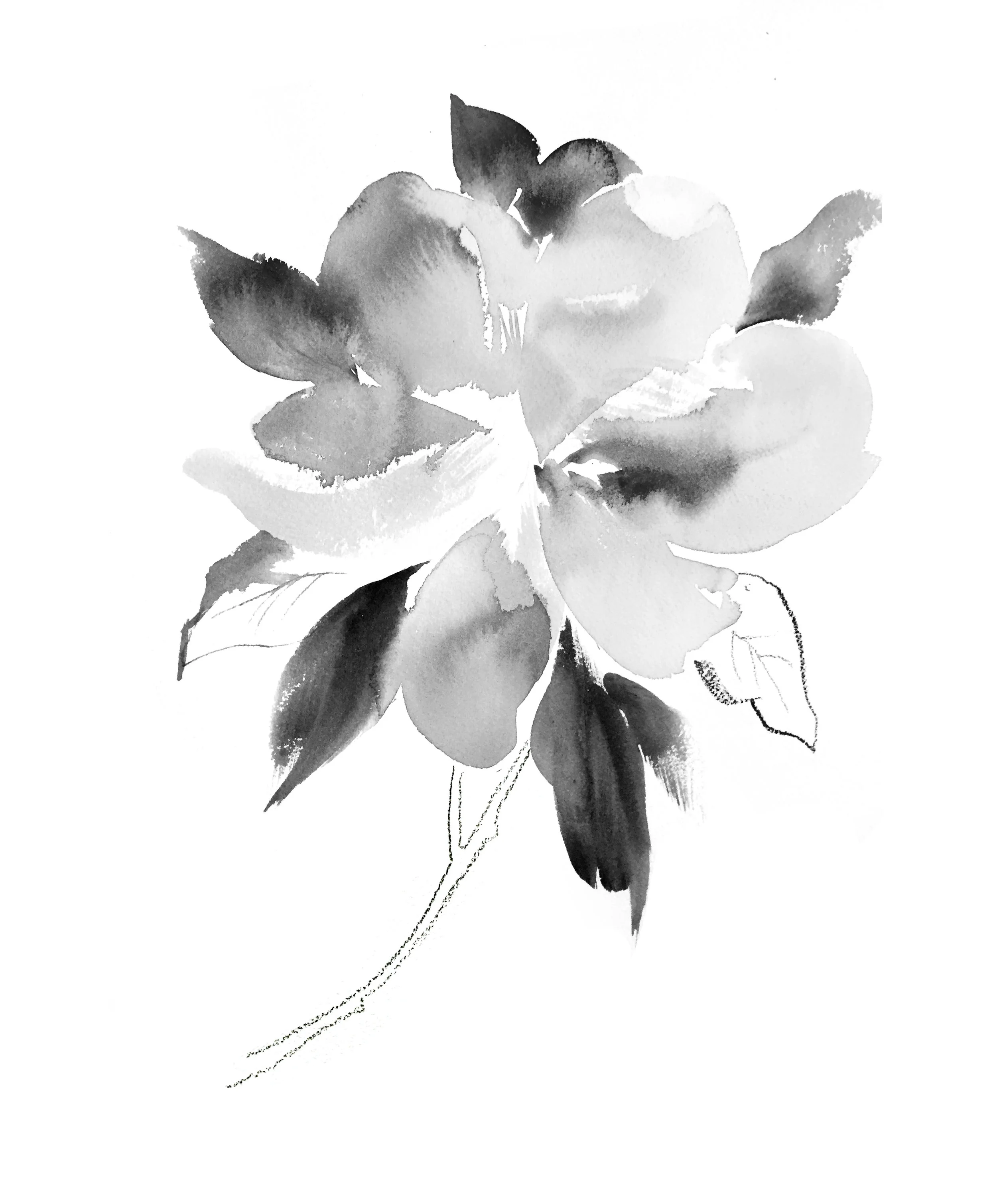 Magnolia Study.jpg