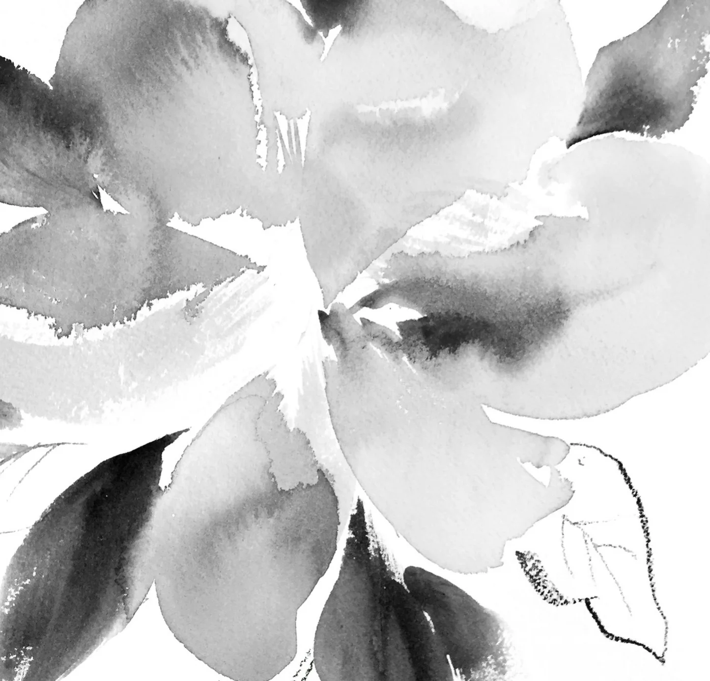 Magnolia Study.jpg
