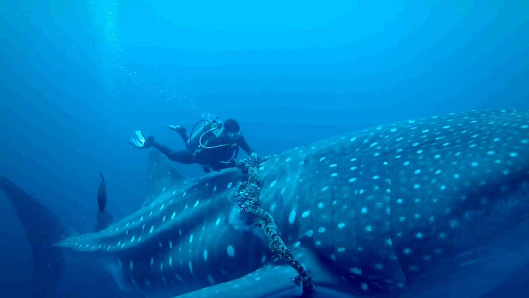 Slower whale gif.gif