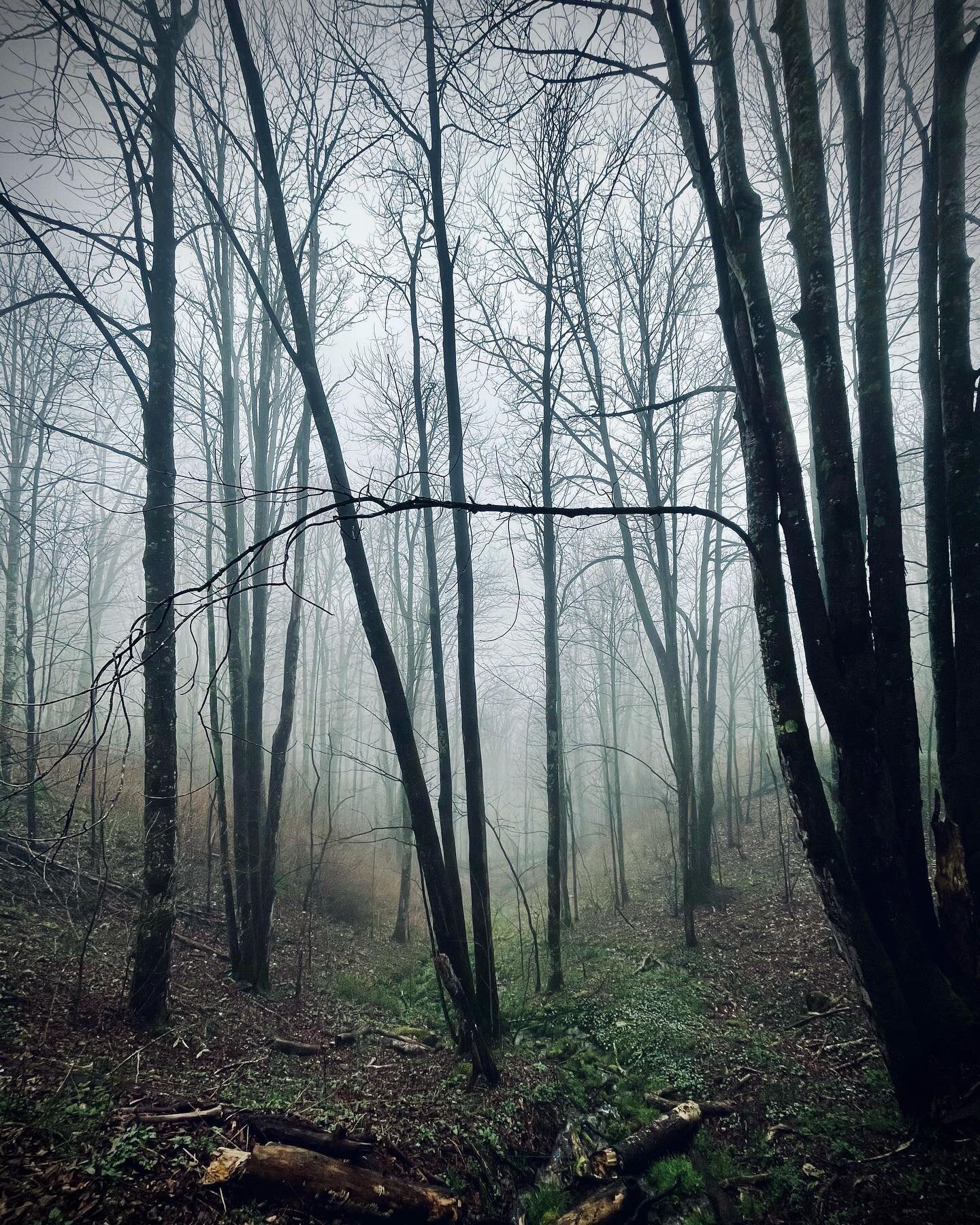 Moody forest 
&bull;
&bull;
&bull;
&bull;
&bull;
#greatsmokymountains #greatsmokymountainsnationalpark #nature #woods #hiking #camping #northcarolina #tennessee #shotoniphone