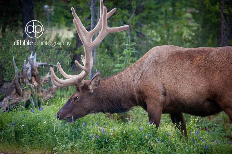 8-elk-banff-park1.jpg