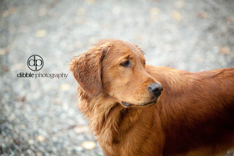golden-retriever-7574.jpg